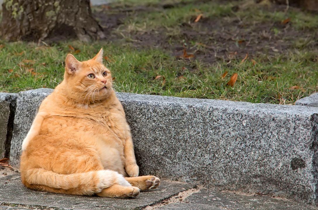 Pensão felina pra gatos após divórcio