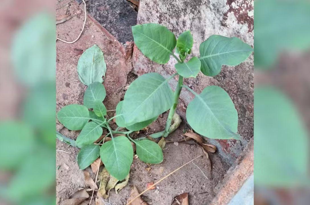 Nicotiana glauca é muito parecida com a couve