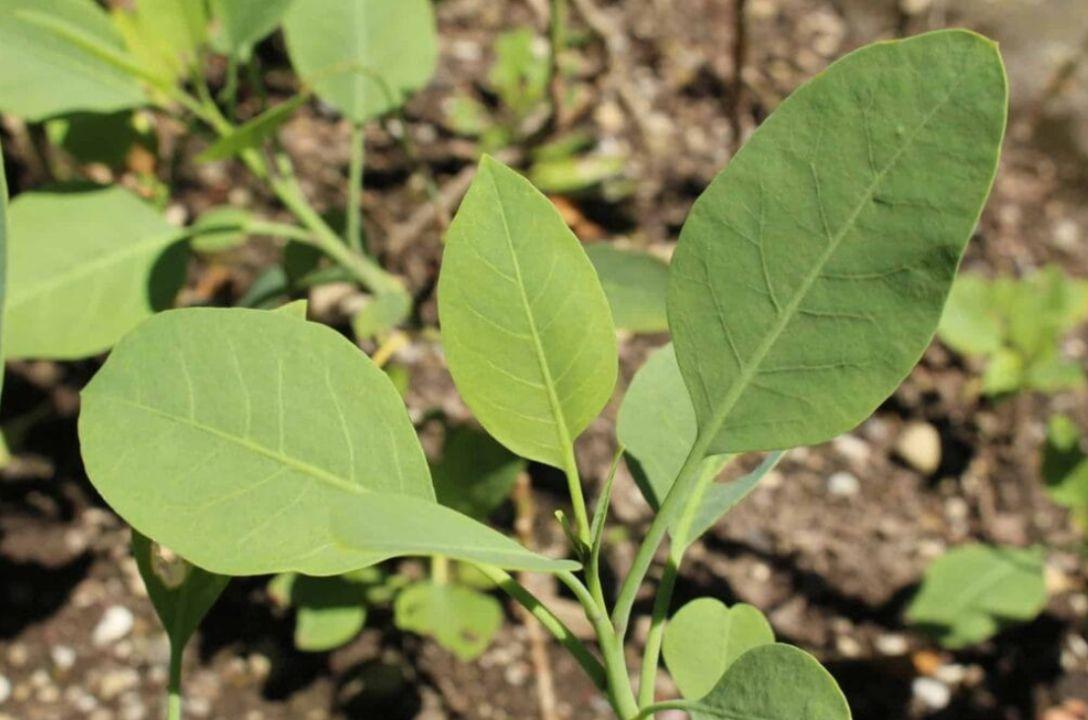 Nicotiana glauca, a falsa couve