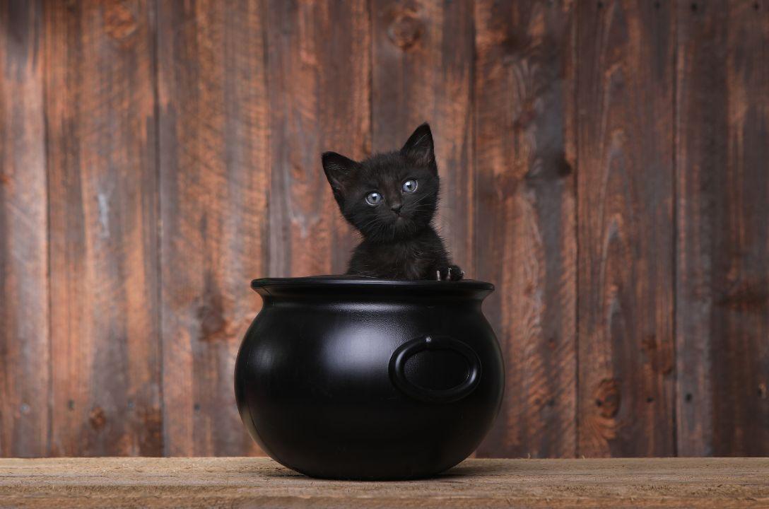 Gato preto no halloween