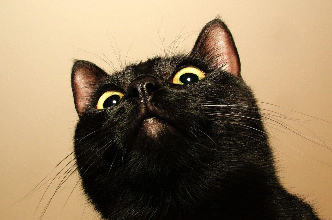 Gatos pretos durante o Halloween