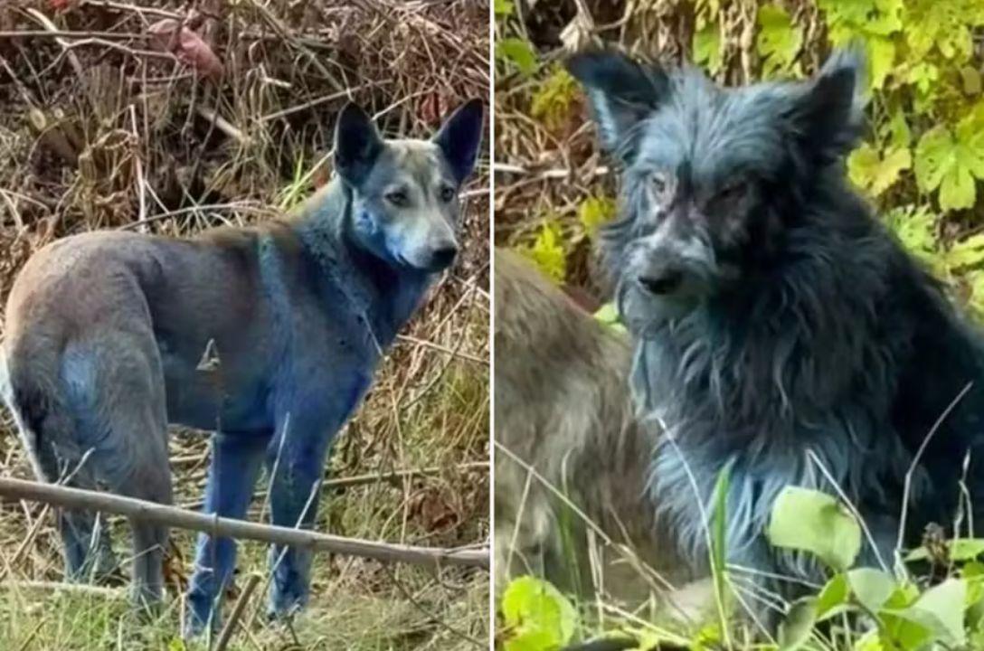 Cães azuis em Chernobyl
